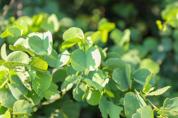 The branch of the Apta tree leaf, which has symbolic importance on the occasion of Dussehra festival.