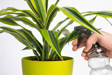 person spraying plant with a water bottle