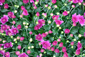 Small Pink flowers with green background