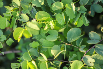 The branch of the Apta tree leaf, which has symbolic importance on the occasion of Dussehra festival.