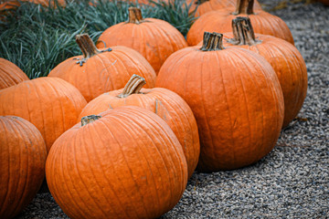 Pumpkins in a group