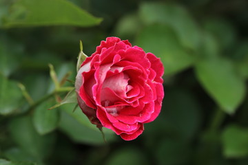 薔薇　ばら　岳の夢