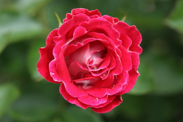 薔薇　ばら　岳の夢