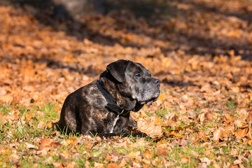 dog cane Corso