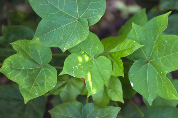 Green cotton field in India 
