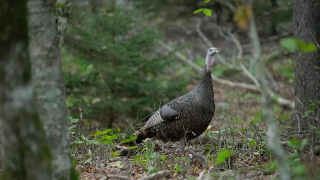 flock of wild turkeys at dusk, foraging in a cove in the forest of Grayson Highlands state park in Virginia, USA in Autumn