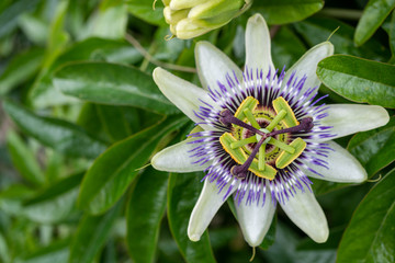 Closeup of a delicate passion flower also know as Passiflora in a background of green vine leaves.