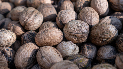 Closeup of a pile of freshly picked organic walnuts in shells. Autumn harvest. Healthy snacks rich in antioxidants and source of omega 3 fatty acids.