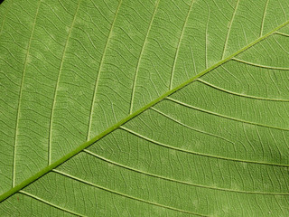 green leaves texture