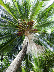 Naklejki  drzewo kokosowe w ogrodzie