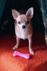 Nice looking chihuahua portrait close-up. Chihuahua portrait with soft selective focus. Portrait of Smooth-haired Chihuahua dog with pink rubber toy bone