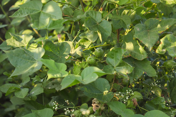 Green cotton field in India 