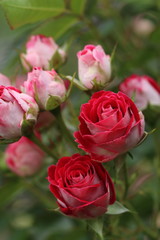 薔薇　ばら　岳の夢