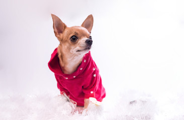 Smooth-haired Chihuahua dog dressed in a red Christmas sweater sitting wrapped in a white tinsel. Chihuahua Girl looks nice on a white background. New year concept.