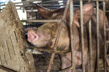 Dirty pig livestock rural farm
