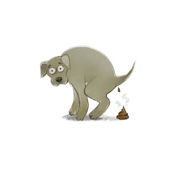 dog defecate Labrador big character