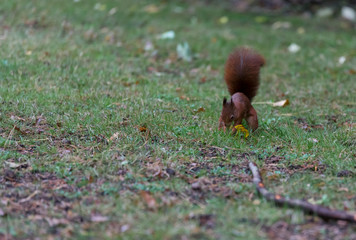 red squirrel hiding seeds for the winter