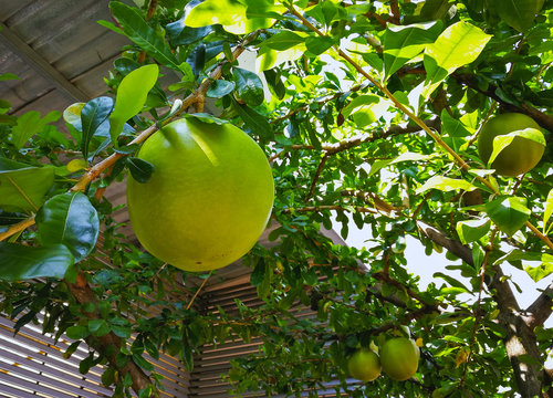 Calabash, Calabash tree, Wild calabash (scientific name: Crescentia cujete)   green raw fruit hanging on a tree in the garden.