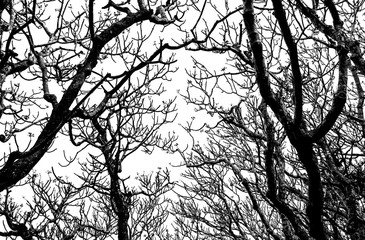 Bare tree branches silhouette on a white background.