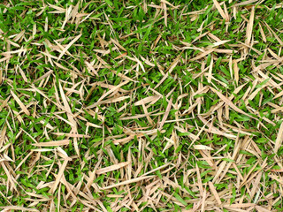 dry bamboo leaf fall on green grass lawn