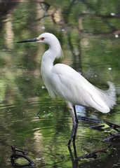 Naklejka premium snowy egret in the water