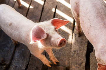 Dirty pig livestock rural farm