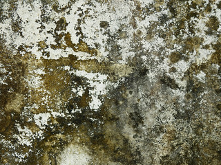 mold on concrete wall texture