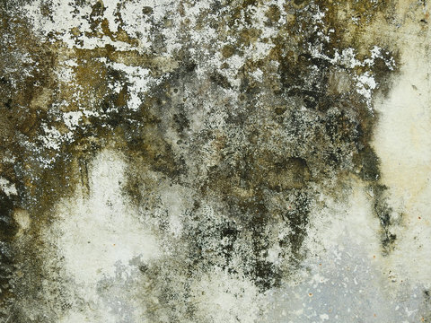 mold on concrete wall texture
