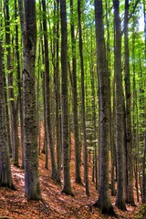 straight beech stems in the forest