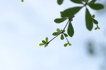 The green leaves have a sky background.