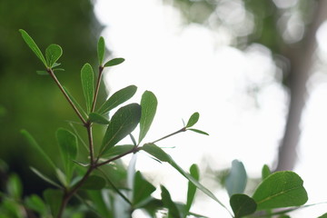 The green leaves have a sky background.