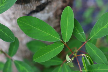 Green leaf background