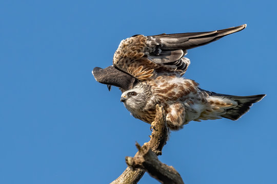 A fledgling Mississippi Kite prepares for flight.