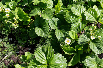 strawberry flowers in the garden