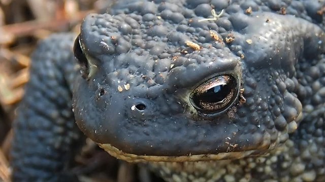 Look toad up close. Amphibious in its natural habitat.