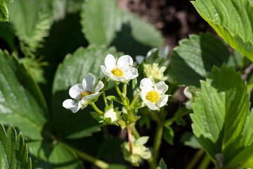 strawberry flowers in the garden