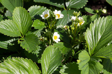 strawberry flowers in the garden