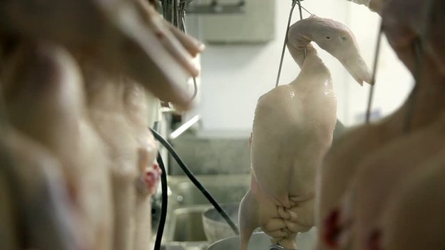 In the kitchen of a restaurant, a chef prepares a duck to make, a lacquered duck.