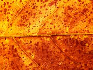 autumn leaf texture closeup