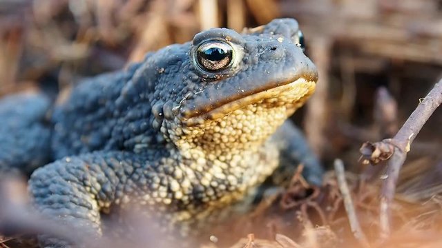 The toad is beautiful up close. Amphibious frog in its natural habitat.