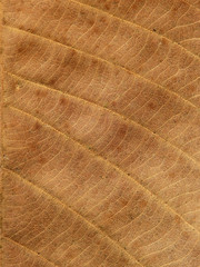 dry brown leaves texture