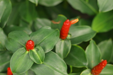 Red flowers used for garden decoration.