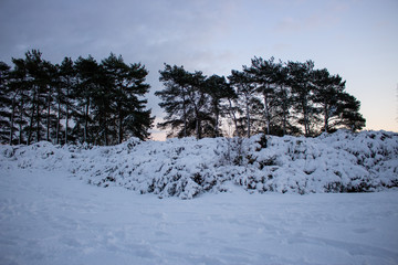 Snowy trees during sunset