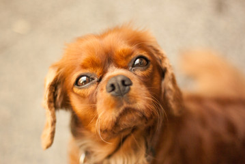 Cavalier King Charles Spaniel Ruby
