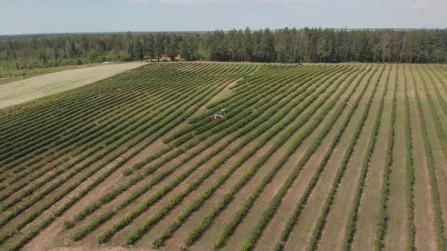 Aerial view of tracktor working on black currant field