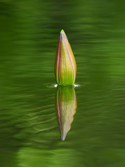 Lotus bud on water reflection in the pond