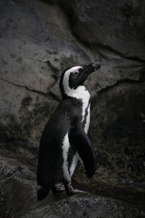Retrato de pinguino del cabo en un dia oscuro