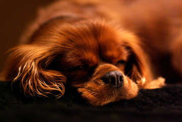 Cavalier King Charles Spaniel Ruby