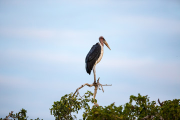 A large Marabou Stork standing on a green tree top, looking to the side.