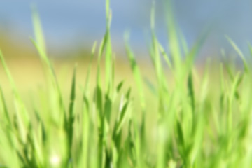 blurred photo of juicy green grass with dew and rain drops, background